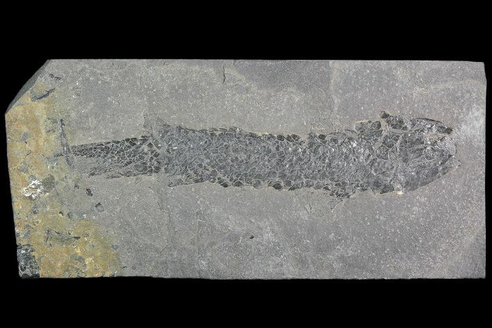 Devonian Lobed-Fin Fish (Osteolepis) - Scotland #92582